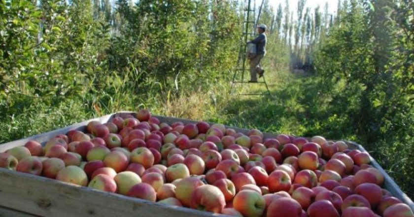 Preocupación en la actividad frutícola rionegrina por la pérdida de hectáreas y puestos de empleo en el sector