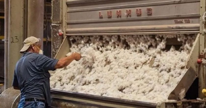 Aceiteros vuelve a marcar el camino salarial y acuerda un aumento del 130%, más un bono, para los desmotadores de algodón