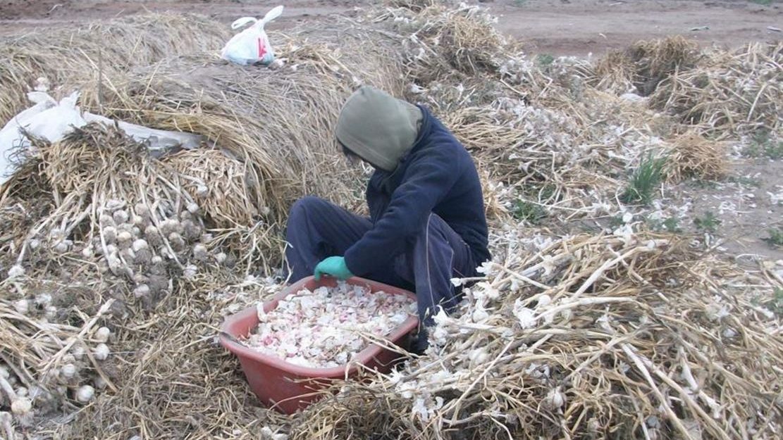 La AFIP detectó explotación laboral y trabajo infantil en campos salteños