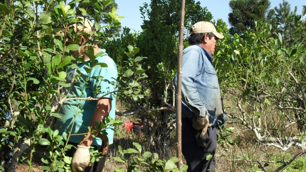 Duplican la ayuda no remunerativa para los trabajadores rurales estacionales