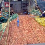 Tres gremios alertan que el conflicto con Conarpesa pone en riesgo el inicio de la temporada de langostino en Chubut