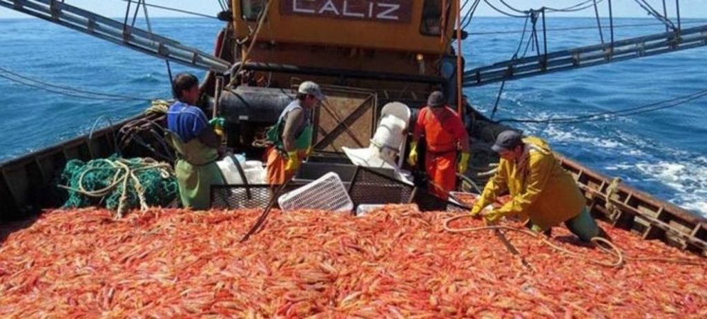Por un fuerte conflicto salarial no comenzó la temporada de langostinos en aguas provinciales de Chubut