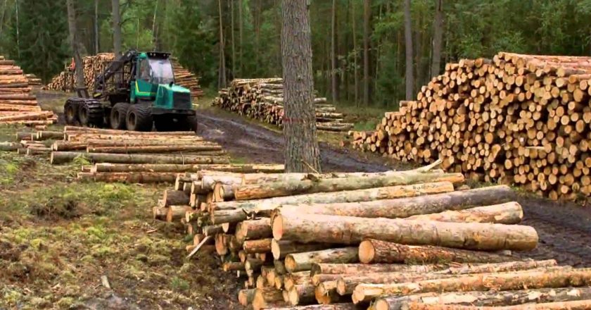 Preocupación en la industria forestal porque el 60% de la producción maderera se destina a la obra pública