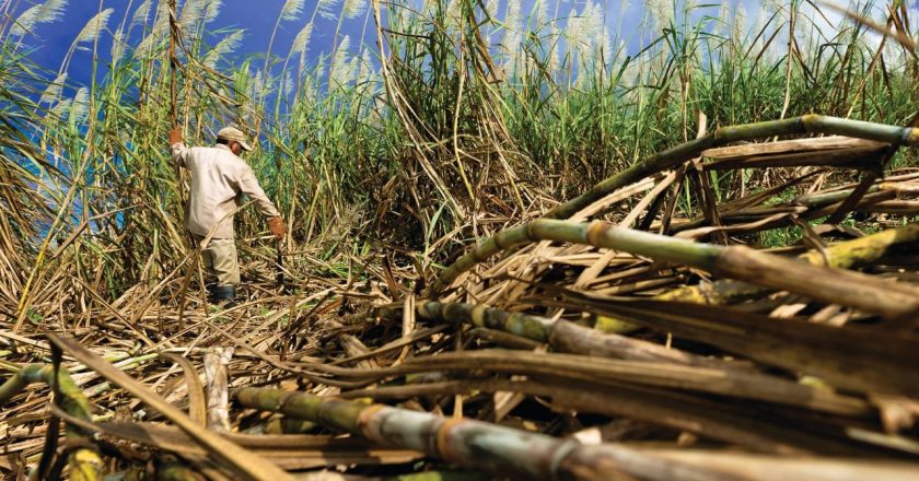 Los obreros del azúcar advierten que hay más de 100 mil empleos en riesgo por el impacto de la ley ómnibus del Gobierno en el mercado del Biocombustible