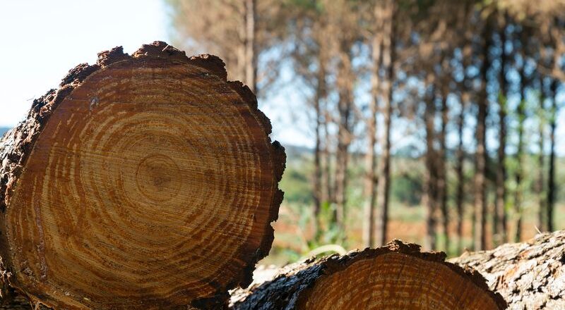 Grupo Acon Timber anunció inversiones en la industria maderera y proyecta crear 700 empleos en Corrientes