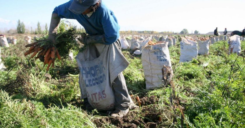 Agricultura, construcción, gastronomía y servicios de salud: los 4 sectores de la economía que tienen más trabajo informal que formal