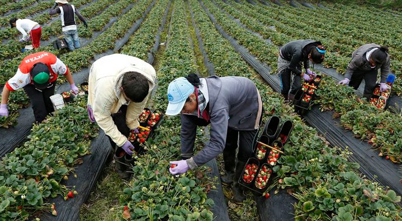 El Gobierno confirmó la vigencia de la reglamentación que permite que los trabajadores rurales temporarios accedan a un empleo registrado sin perder la ayuda social