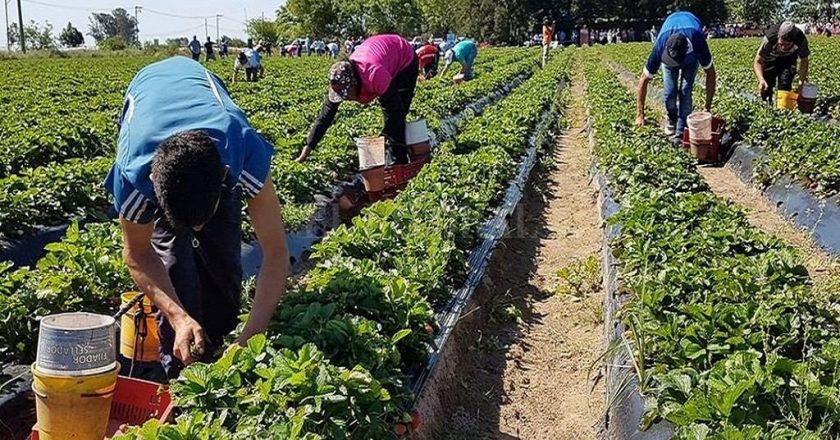 El Gobierno aumentó la prestación por desempleo para los trabajadores rurales pero aún siguen por el piso