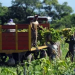 Anses actualizó el SUAF para trabajadores rurales: la asignación por hijo asciende a $136.666