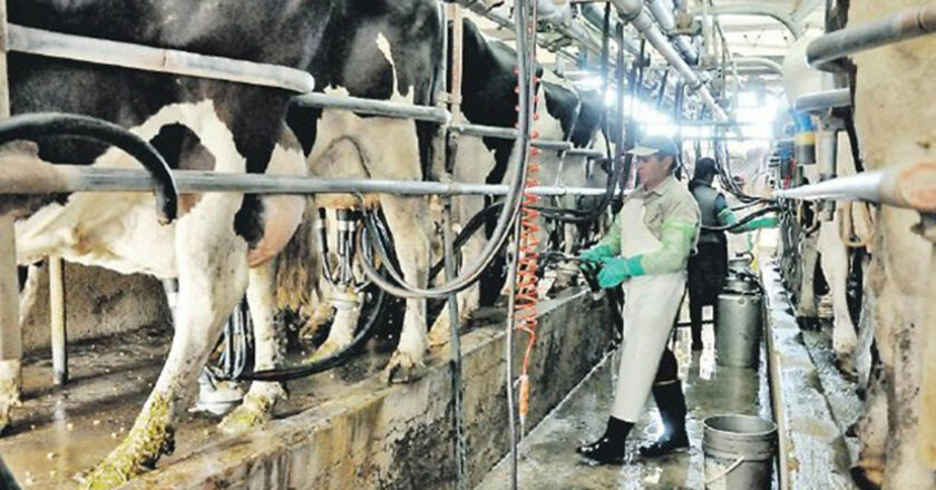 En paralelo al aumento del trabajo informal en el sector, el Estado se retira del control comercial sobre la industria láctea