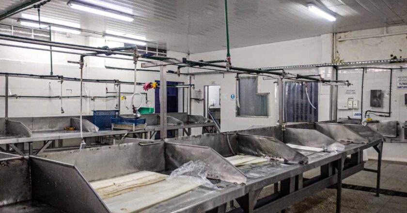 Confirman 40 despidos masivos en la pesquera Apolo Fish en Mar del Plata