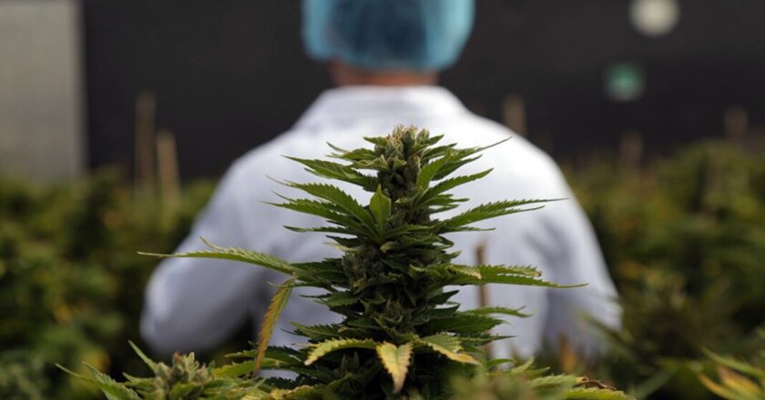 Alarma en la industria del cannabis medicinal: denuncian trabas burocráticas del gobierno y producción en riesgo