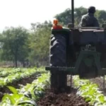 Anses actualizó el SUAF para trabajadores rurales: la asignación por hijo asciende a $136.666