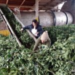 “Mate mal cebado”: denuncian que la desregulación del Instituto Nacional de la Yerba Mate hundió el precio de la yerba y expulsa trabajadores a Brasil