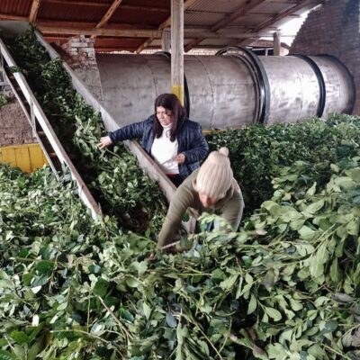 “Mate mal cebado”: denuncian que la desregulación del Instituto Nacional de la Yerba Mate hundió el precio de la yerba y expulsa trabajadores a Brasil