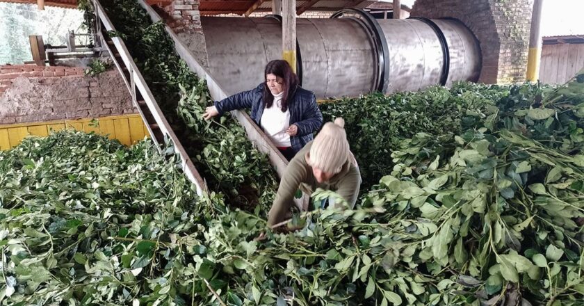 Productores yerbateros advierten una crisis de quiebra generalizada: “Nos soltaron la mano desde el Gobierno nacional, nos estamos muriendo”