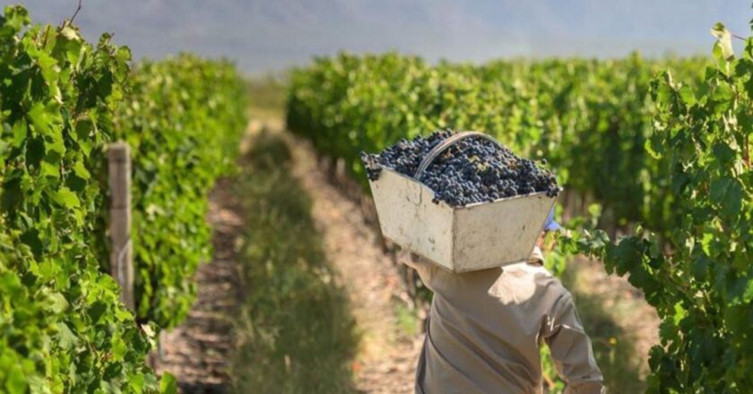 Vendimia: Trabajadores rurales de la cosecha denunciaron una caída del 30% en el valor del tacho de uva y reclaman mejoras salariales