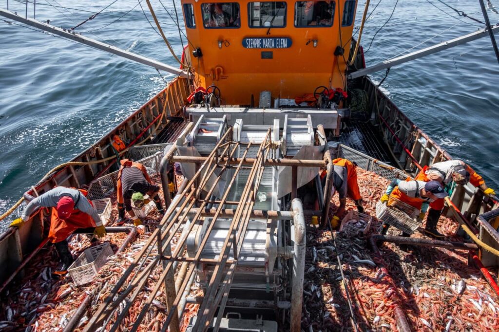 Cuotificación del langostino: Trabajadores expresan su preocupación y piden ser parte del debate para garantizar el empleo y la sustentabilidad