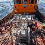 Langostinos: Mientras el SOMU negocia mejores condiciones, más de dos mil marineros «aceptan» firmar contratos individuales de ajuste