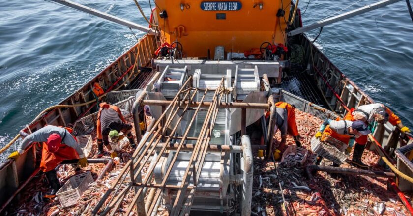 Langostinos: Mientras el SOMU negocia mejores condiciones, más de dos mil marineros «aceptan» firmar contratos individuales de ajuste