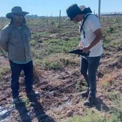 Detectan 40 trabajadores rurales sin registrar en una finca de pistacho en San Juan