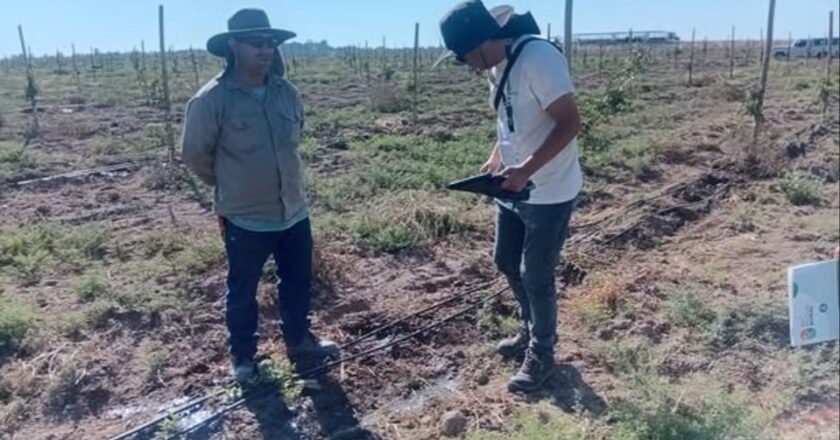 Detectan 40 trabajadores rurales sin registrar en una finca de pistacho en San Juan
