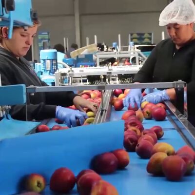 Ratas, frío y salarios de miseria: trabajadores de la empacadora de frutas Magnifresh protestan en la fábrica