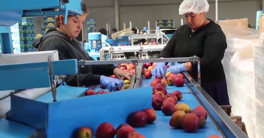 Ratas, frío y salarios de miseria: trabajadores de la empacadora de frutas Magnifresh protestan en la fábrica