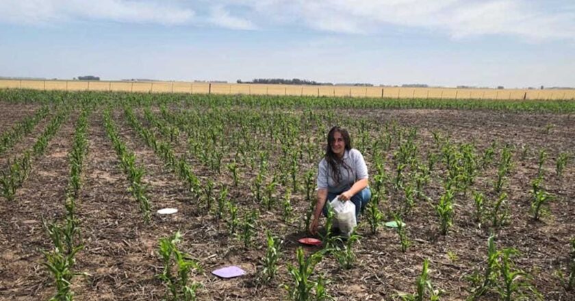 Denuncian que el INTA busca despedir a una investigadora por estudiar los efectos de los agroquímicos en el campo