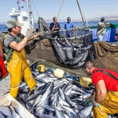 El sector pesquero alertó sobre la crisis del trabajo en tierra: «Cada vez se achica más la producción»