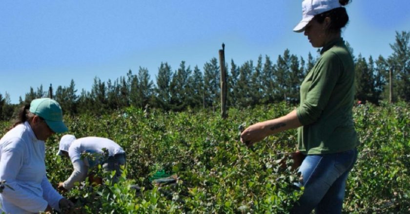 En las inspecciones de 2019 detectaron 13 mil peones rurales no registrados