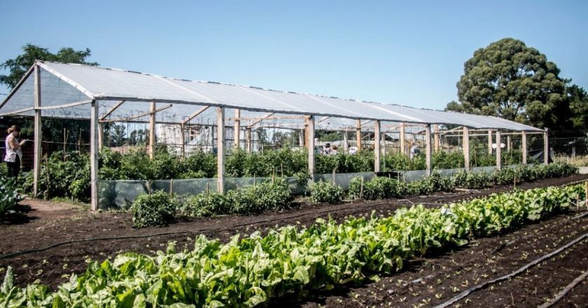 Movimientos populares retoman la pelea por la soberanía alimentaria y van por su participación en Vicentín