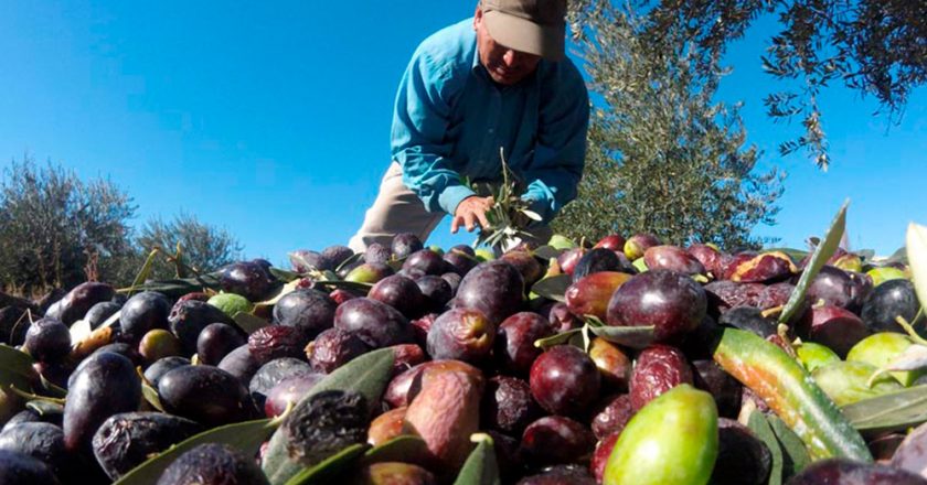 Oficializan bono extraordinario de $ 50.000 para trabajadores rurales