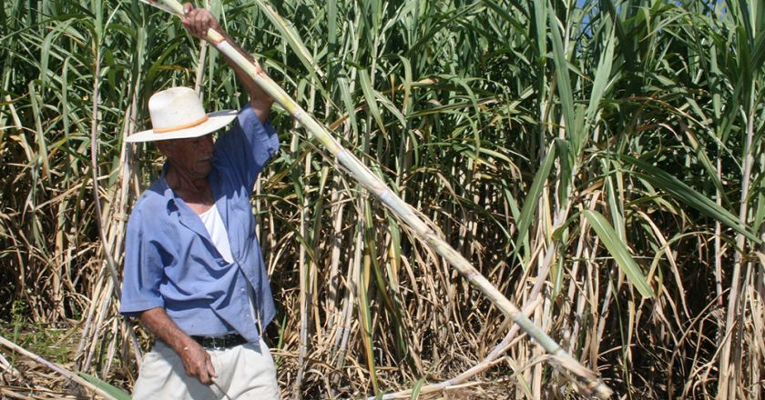 Ola de contagios entre los azucareros que piden mayores controles y una baja en los ritmos de la zafra