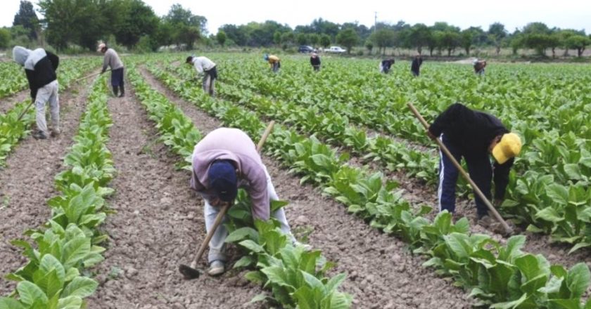 Ofrecen beneficio a empleadores que contraten trabajadores rurales desempleados