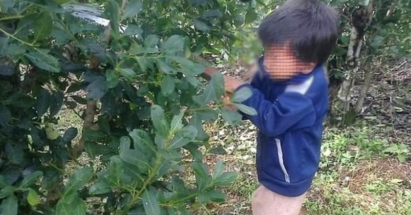 Trabajo infantil: El Gobierno lanzó un programa de cuidado para los hijos de los cosechadores y evitar que trabajen