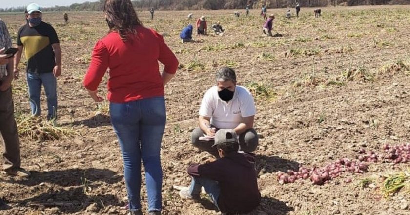 Trabajo infantil: descubren a niños cosechando cebollas en condiciones inhumanas en Santiago del Estero