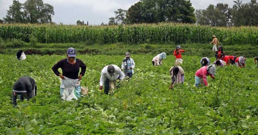 El gobierno aumentó el monto del programa Intercosecha para trabajadores temporarios del agro