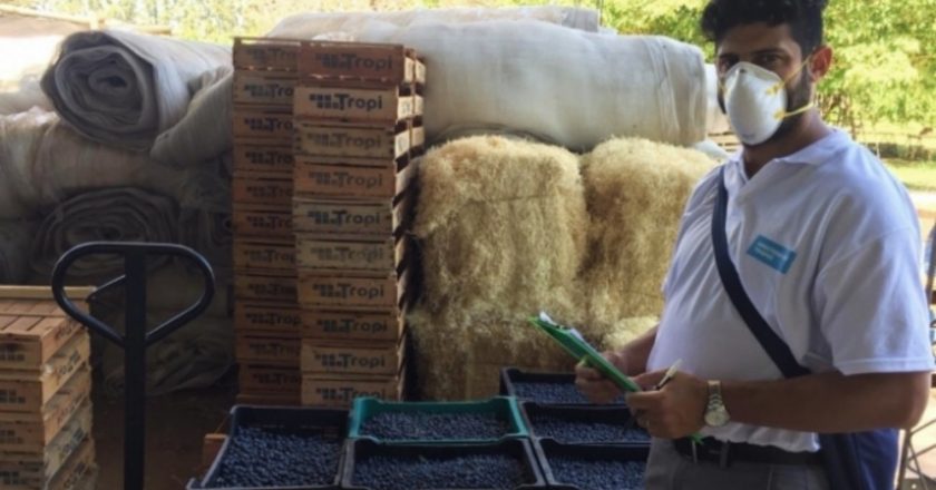 Detectan menores trabajando en la cosecha de Arándanos en la Provincia de Buenos Aires